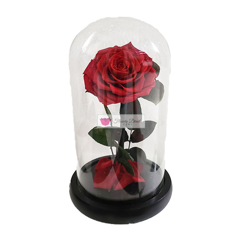 Eternity Preserved Rose Cebu Preserved Red Rose in a glass dome with wood base.