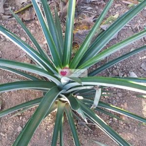 Pineapple Plant after 6 months 2 with flower