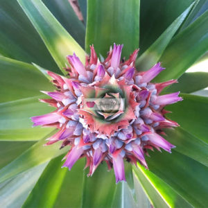 Pineapple Plant after 6 months with flower (1)