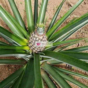 Pineapple Plant after 9 months with full grown pineapple fruit 2