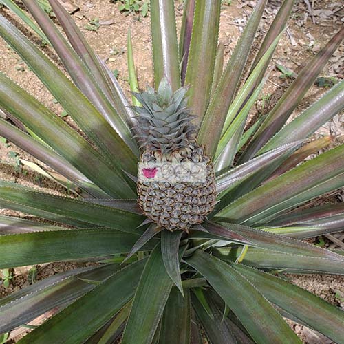 How to Grow a Pineapple in Cebu Philippines Pineapple Plant after 9 months with full grown pineapple fruit 3