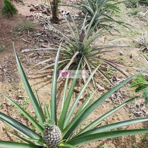 Pineapple Plant after 9 months with full grown pineapple fruit