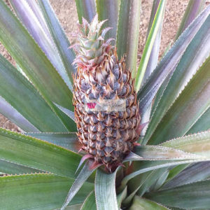 Pineapple Plant after 9 months with full grown pineapple fruit 4