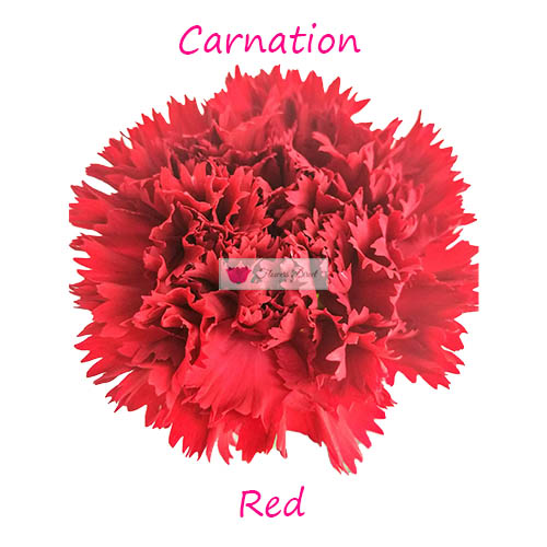 red carnation flowers direct cebu